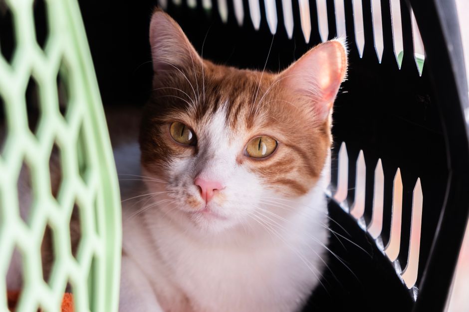 動物病院の待合室でキャリーに入って待つ猫