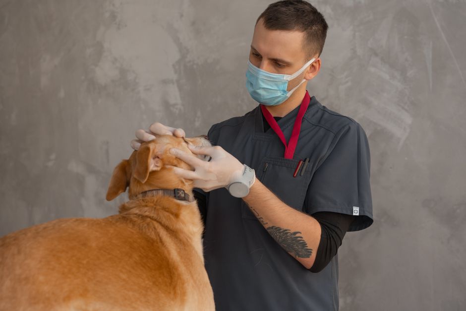 診察台の犬を診る獣医師と付き添う飼い主の様子